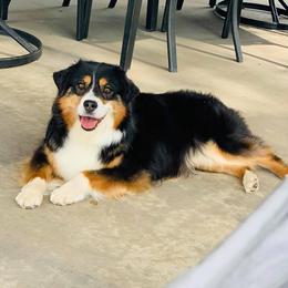 Hula - Miniature Australian Shepherd