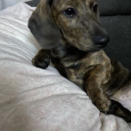 Billy Boy - Brindle male Dachshund puppy in Yelm, Washington from Hughes' Doxies