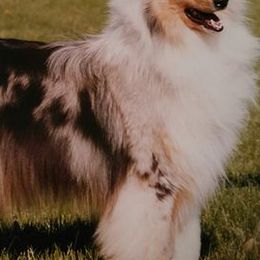 Collies from Ka-Zes Collies