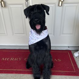 Ozzy - Giant Schnauzer