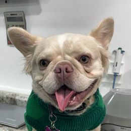 Nimbus - French Bulldog