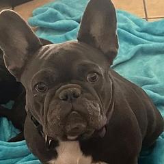 French Bulldogs from Jennifer Estrada's French Bulldogs