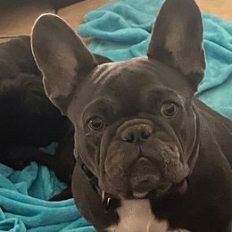 French Bulldogs from Jennifer Estrada's French Bulldogs