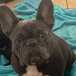 French Bulldogs from Jennifer Estrada's French Bulldogs