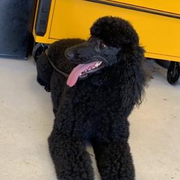 chito - Poodle