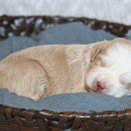 Bernedoodle Puppies from Sparling's Doodles