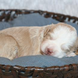 Bernedoodle Puppies from Sparling's Doodles