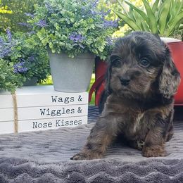 Cockapoo, Cocker Spaniel, and Goldendoodle Puppies from Robbin's Treasures
