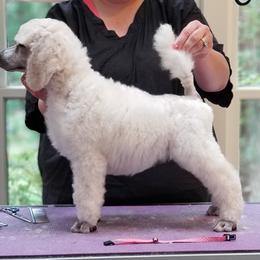 Poodle Puppies from Celeto Standard & Miniature Poodles