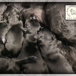 Bern  Imported Russian Champion Lines - Black male Giant Schnauzer puppy in Saratoga Springs, Utah from Happy Beard Schnauzers