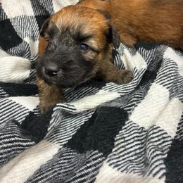 Simba - Wheaten male Soft Coated Wheaten Terrier puppy in Nokomis, Illinois from Windhill Wheatens
