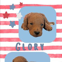 Glory - Red  female Goldendoodle puppy in Coarsegold, California from Hobbit Hollow Acres