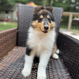 Fiona - Black white and tan female Collie puppy in Allendale, Michigan from River-Valley Collies