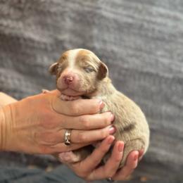 Cedar - Red merle male Australian Shepherd puppy in Columbia Falls, Montana from Firefly Horse Co Wellness Retreat Center