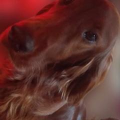 Diva - Irish Setter