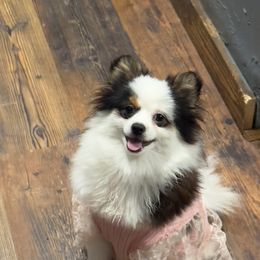 Pippy - Pomeranian