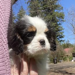 Cavalier King Charles Spaniel Puppies from Cascade Cavaliers