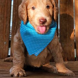 Goldendoodle Puppies from Lucky's Doodlez