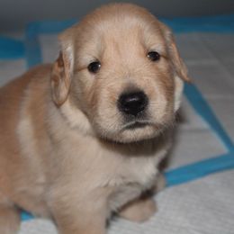 Golden Retrievers from Life is Golden