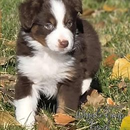 Maple - Red tri-color female Miniature American Shepherd puppy in Ellensburg, Washington from Wiggle Rump Ranch