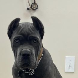 Biewer Terrier, Cane Corso, and Yorkshire Terrier Puppies from Exotic Yorkie Imports & Cessna Cane Corso