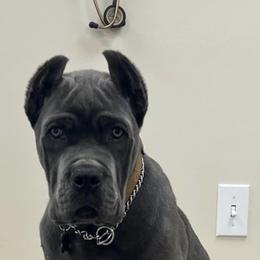 Biewer Terrier, Cane Corso, and Yorkshire Terrier Puppies from Exotic Yorkie Imports & Cessna Cane Corso
