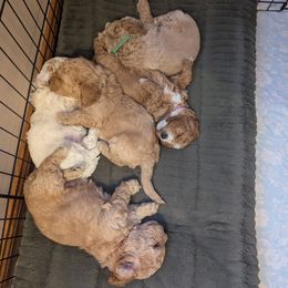 Goldendoodle puppies from Country Lane Goldendoodles