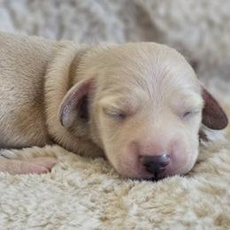 Boy 1 - Cream male Dachshund puppy in Pasco, Washington from Loyal Lil Dachshunds