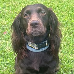 Belle - Boykin Spaniel