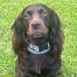 Belle - Boykin Spaniel