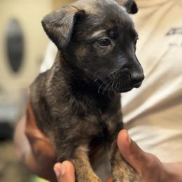 Belle - Black brindle female Dutch Shepherd puppy in Clarksville, Tennessee from Vuurhart Herders