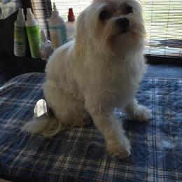 Savannah New Haven - Maltese