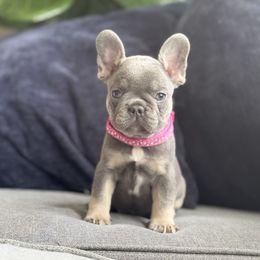 Girl 1 - Tricolors female French Bulldog puppy in Bolingbrook, Illinois from Yara the Frenchie
