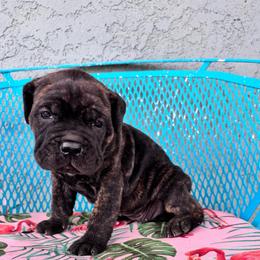 Purple collar - Chestnut brindle female Cane Corso puppy in Tucson, Arizona from Cane Corso Friends