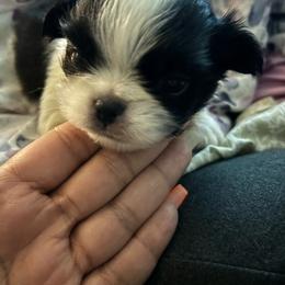 Boy 1 - White and black male Japanese Chin puppy in Connecticut from Lissette's pups chins and bullies