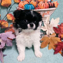 Black Girl - Black and white female Japanese Chin puppy in Tulsa, Oklahoma from Locust Creek Pugs & Japanese Chin's