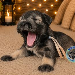 Gunner - Salt and pepper male Miniature Schnauzer puppy in Magalia, California from NorCal Schnauzers