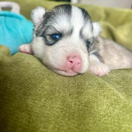Scoot - Silver and white female Pomsky puppy in Rathdrum, Idaho from Smart Pomskies and Frenchies