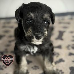 6 Domino - Black and tan male Schnoodle puppy in Saint Augustine, Florida from Gunnie Luv, LLC