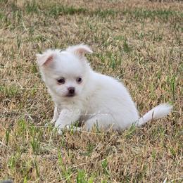 Apollo - White male Chihuahua puppy in Albuquerque, New Mexico from JVJ Chihuahua