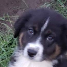 Maple - Black tri-color Australian Shepherd puppy in Nezperce, Idaho from Willow Creek Farm