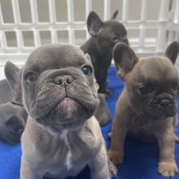 French Bulldog Puppies from Frnchi Faerie