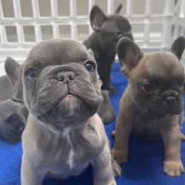 French Bulldog Puppies from Frnchi Faerie