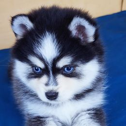 Pomsky Puppies from River Enz Pomskies