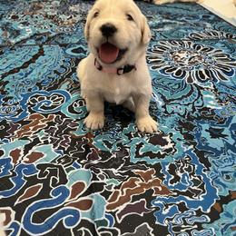 Pink collar - Light golden female Golden Retriever puppy in Ingleside, Texas from Sweetbay Goldens