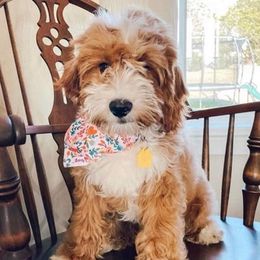 Bernedoodles, Goldendoodles, and Poodles from Sterling Star Doodles