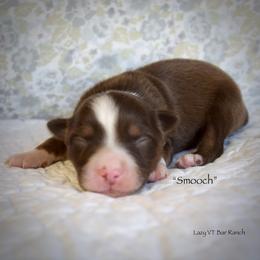 Smooch - Red tri female Miniature Australian Shepherd puppy in Evant, Texas from Lazy VT Bar Ranch