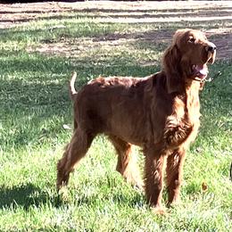 Donovan - Mahogany male Irish Setter puppy in La Veta, Colorado from Maxwell Irish Setters