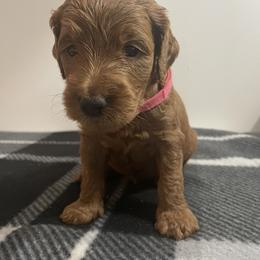 Goldendoodle Puppies from Goldendoodles of Maryland