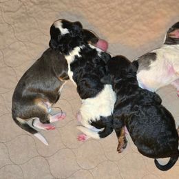 Boy 1 - Tri-color male Bernedoodle puppy in Blanco, Texas from Texas Hill Country Sheepadoodles & Bernedoodles